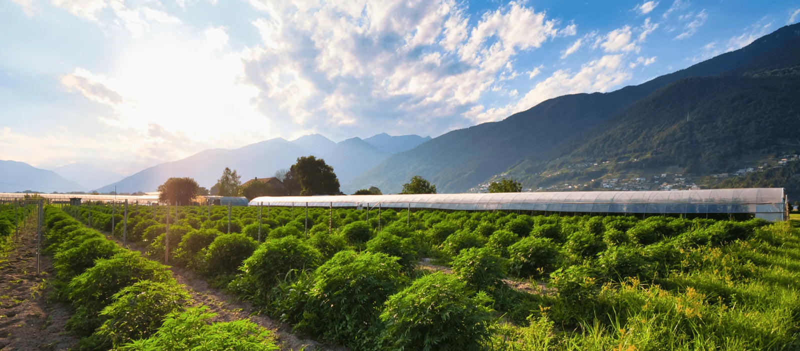 Coltivazione Slow Weed sul Lago Maggiore in Ticino